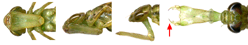 morphologie du masque des larves de libellules