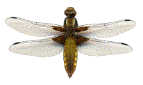 libellula depressa femelle