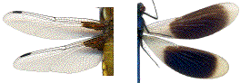 ailes d'anisoptère et de zygoptère