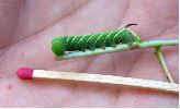 chenille de Sphinx ligustri (jeune)