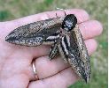 Sphinx ligustri femelle (d&eacute;but Juillet)