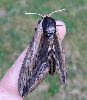 Sphinx ligustri femelle (d&eacute;but Juillet)
