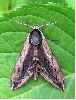 Sphinx du tro&egrave;ne (Sphinx ligustri) phto 4