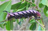 chenille du Sphinx du tro&egrave;ne: variante chromatique exceptionnelle (photo 2)