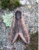 Sphinx du  tro&egrave;ne (Sphinx ligustri) photo 3