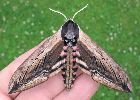 Sphinx du tro&egrave;ne (Sphinx ligustri) phto 5