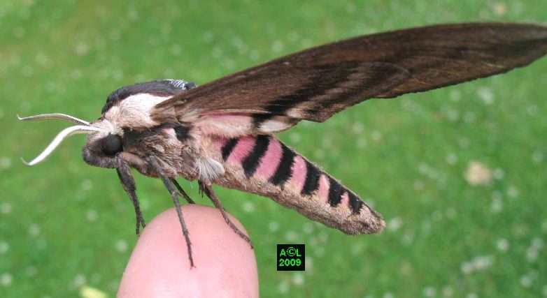 Le Sphinx Du Troène Sphinx Ligustri Biologie Et