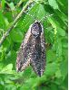 Sphinx ligustri femelle (d&eacute;but Juillet) photo 1