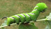 Sphinx du tro&egrave;ne (Sphinx ligustri), chenille en position typique du sphinx, photo 1