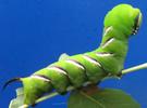 Sphinx du tro&egrave;ne (Sphinx ligustri), chenille en position typique du sphinx, photo 2
