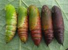 sphinx du tro&egrave;ne (Sphinx  ligustri), chrysalides &agrave; divers stades de coloration, photo 1 