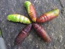 sphinx du tro&egrave;ne (Sphinx  ligustri), chrysalides &agrave; divers stades de coloration, photo 2