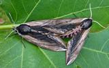 Sphinx du tro&egrave;ne (Sphinx ligustri), accouplement, photo 4
