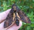 Sphinx t&ecirc;te de mort (Acherontia atropos) adulte en main.