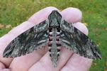 Sphinx du liseron (Agrius convolvuli),  m&acirc;le 
