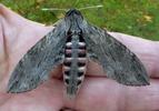 Sphinx du liseron (Agrius convolvuli), femelle en mzin.