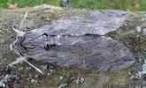 Sphinx du liseron (Agrius convolvuli),  femelle.