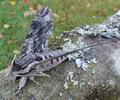 Sphinx du liseron (Agrius convolvuli),  m&acirc;le.