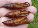 Sphinx du liseron (Agrius convolvuli), chrysalides après éclosions, photo 2.