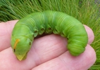 Sphinx du liseron (Agrius convolvuli) chenille forme verte photo 3