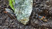 Sphinx du liseron (Agrius convolvuli) enterrage duo de chenilles, photo 2.