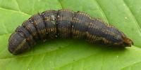 Sphinx du liseron (Agrius convolvuli)  chenille en pr&eacute;nymphose.