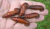 Sphinx du liseron (Agrius convolvuli) chrysalides en main.