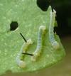 Sphinx du liseron (Agrius convolvuli) chenilles naissantes sur liseron.