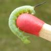 Sphinx du liseron (Agrius convolvuli) chenille stade 2 sur allumette, photo 2.