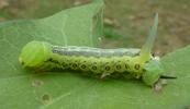 Sphinx du liseron (Agrius convolvuli) chenille venant de passer au stade.4 sur liseron.
