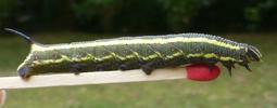 Sphinx du liseron (Agrius convolvuli) chenille stade 4 photo 3.