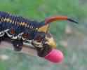 Sphinx du liseron (Agrius convolvuli) scolus chenille stade 5.