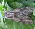 Sphinx du liseron (Agrius convolvuli) adulte, photo 2.