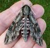 Sphinx du liseron (Agrius convolvuli) adulte en main.