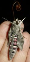Sphinx du liseron (Agrius convolvuli),  imago  naissant, projection de la trompe, photo 2.