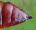 Sphinx du liseron (Agrius convolvuli) chrysalide femelle, photo 3.