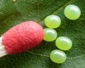 Sphinx du tro&egrave;ne (Sphinx ligustri)  oeufs avec allumette  &eacute;chelle.