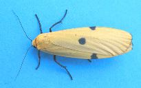 lithosia quadra, femelle