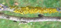 lichens attaqués par des chenilles deLithosie quadrille
