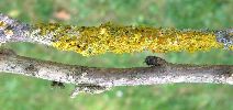lichens attaqu&eacute;s par des chenilles deLithosie quadrille