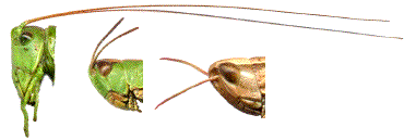 comparatif antennes criquets et sauterelles