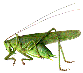 m&acirc;le de Tettigonia viridissima