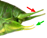 extr&eacute;mit&eacute; abdominale du m&acirc;le (vue lat&eacute;rale)