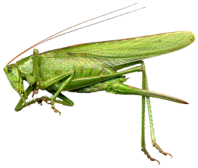 femelle adulte de grande sauterelle