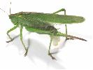 femelle de locuste avec spermatophore (photo 3)
