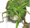 femelle de locuste mangeant son spermatophore (photo 3)