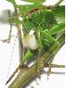 femelle de locuste mangeant son spermatophore (photo 2)
