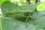 Grande sauterelle verte (photo 1)