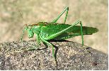 Grande sauterelle verte (photo 2)