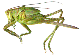 larve âgée (femelle) de tettigonia viridissima